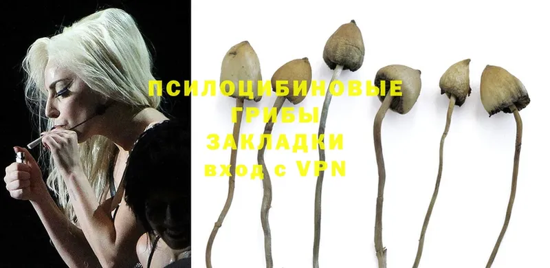 Псилоцибиновые грибы Psilocybine cubensis  Крымск 